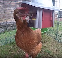 Chicken Feeders 101 What S Best For Your Flock