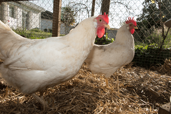 Chuyển vùng gà Leghorn