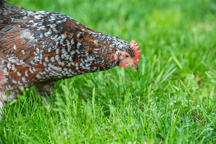 Speckled Sussex History