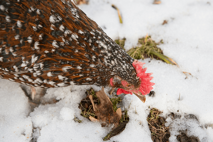 Speckled Sussex in Snow