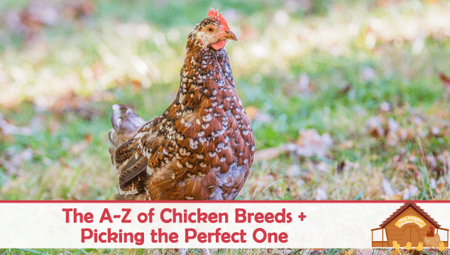 Chicken Breed Identification Chart