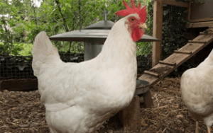 White Leghorn
