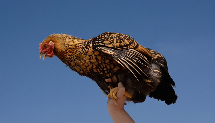 Wyandotte Chicken