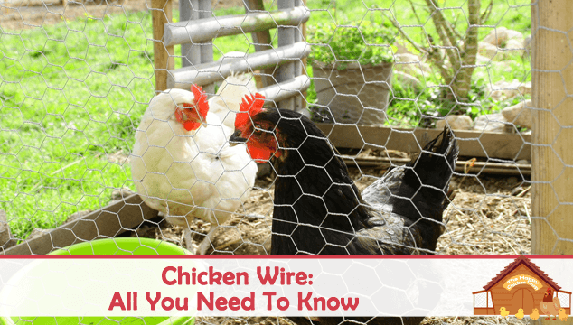 Chicken Wire All You Need To Know Blog Cover