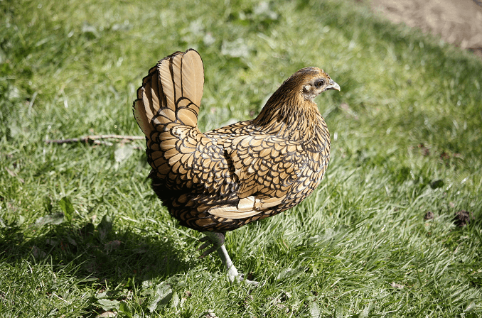 Roaming Sebright Chicken