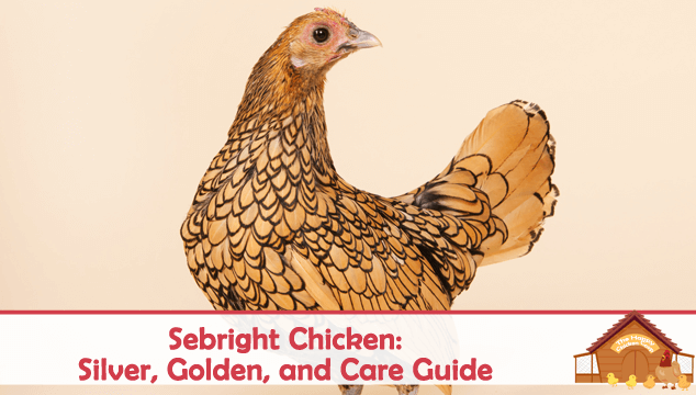 Sebright Chicken Silver, Golden, and Care Guide Blog Cover