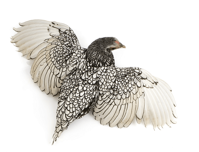 Silver Pencilled Barred Rock