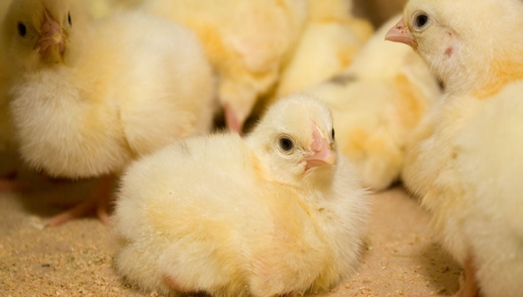 Baby Chicks_ The Definitive Care Guide