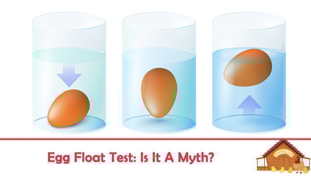 How To Identify Rotten Eggs And What Are The Dangers Of Eating Them?