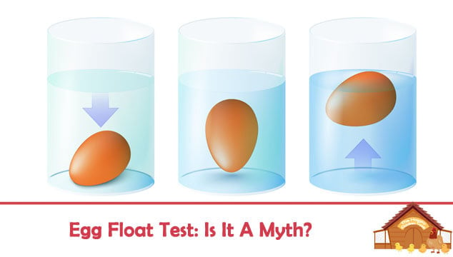 Egg Float Test Is It A Myth