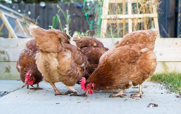 Flock of Golden Comet