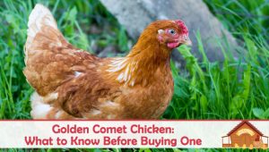 Golden Comet Chicken: What to Know Before Buying One