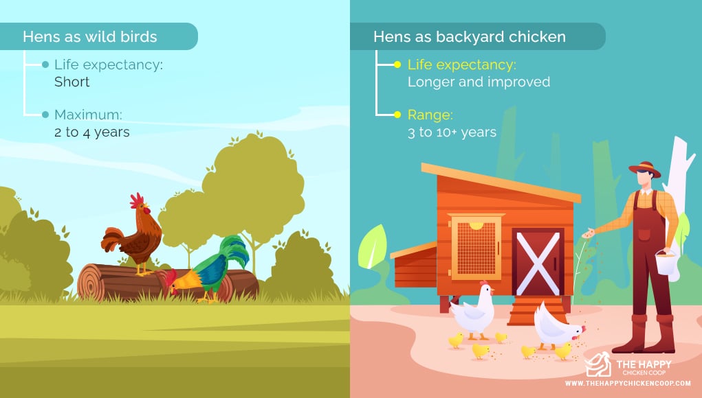 How Long Do Chickens Live: 6 Factors That Impact Life Expectancy