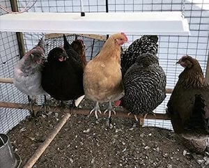 Sweeter Heater Infrared Heater for Chickens