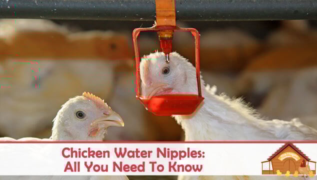 Chicken Water Nipples All You Need To Know Blog Cover
