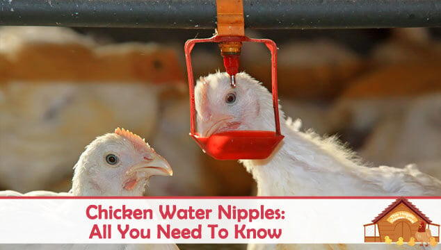 Chicken Water Nipples All You Need To Know Blog Cover