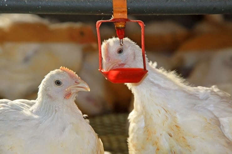 Chicken Waterer Nipple