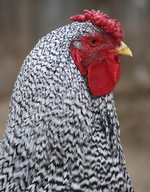 Dominique Chicken Close Up