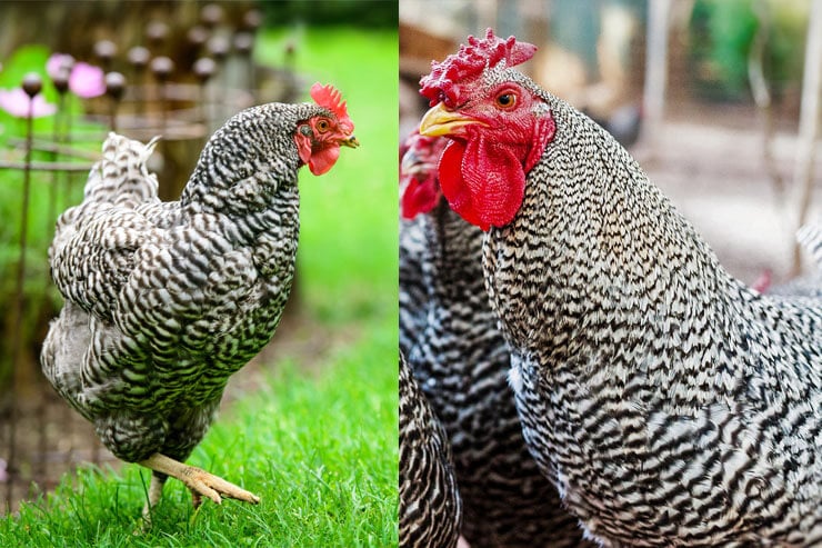 Dominique Chicken vs Barred Rock