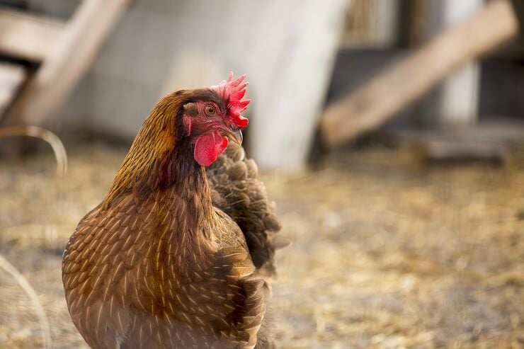 Welsummer Chicken best chicken breeds for gardens