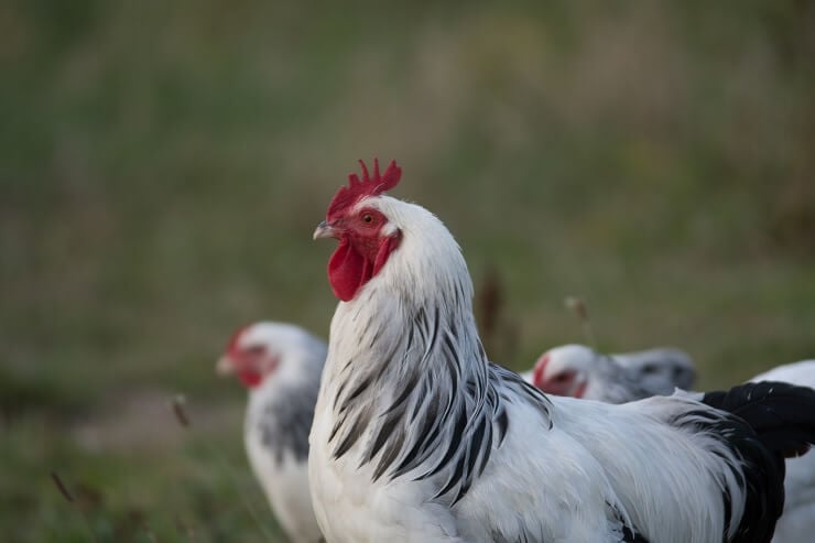 Delaware Chicken Roaming