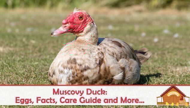 Muscovy Duck: Eggs, Facts, Care Guide and More…