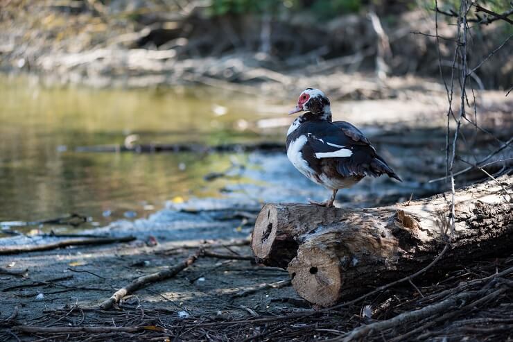 Pato real en el río