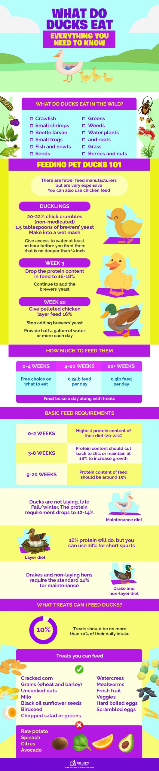 What Do Ducks Eat Everything You Need To Know 