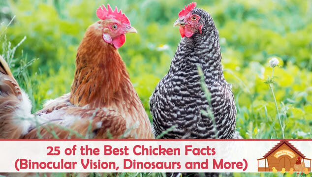 25 of the Best Chicken Facts (Binocular Vision, Dinosaurs and More) Blog Cover