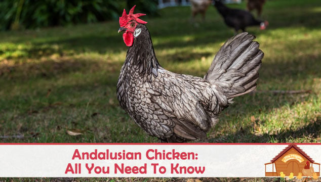 Andalusian Chicken All You Need To Know About This Blue Hen Blog Cover