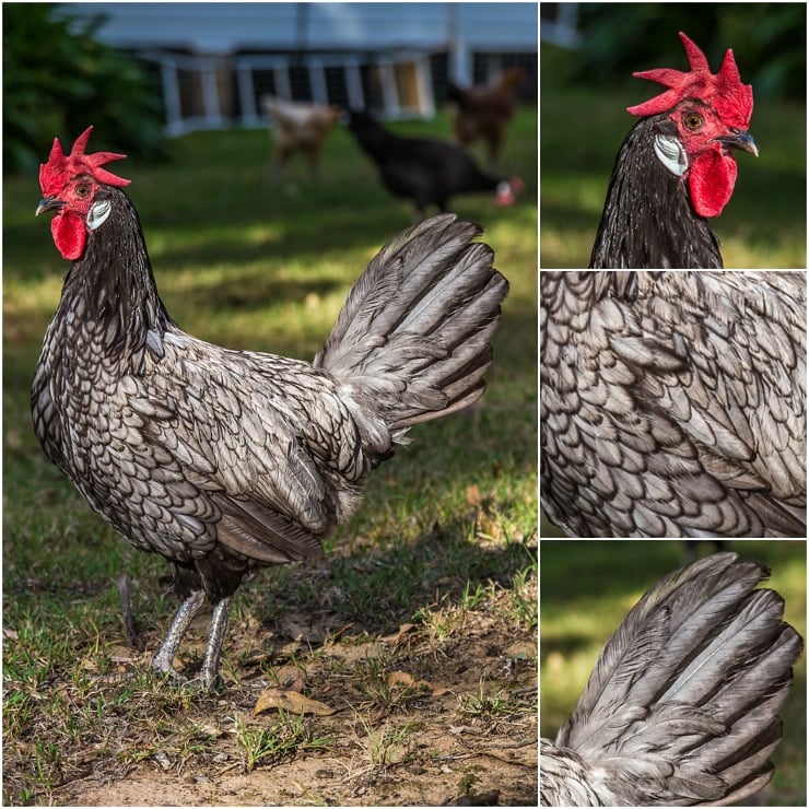 Andalusian Chicken in Garden