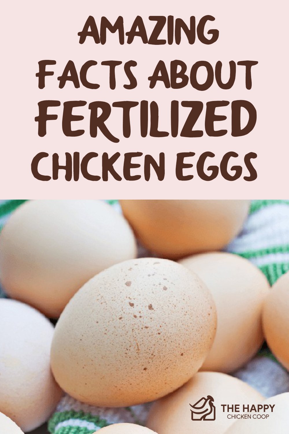 Amazing Facts About Fertilized Chicken Eggs