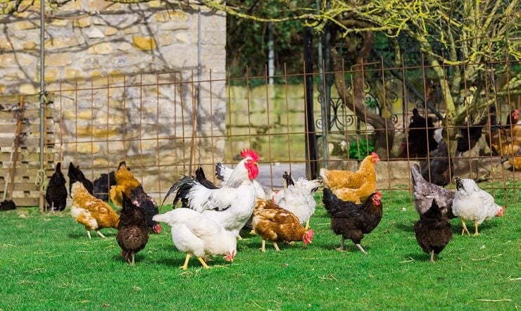 Black Star Chicken in Flock