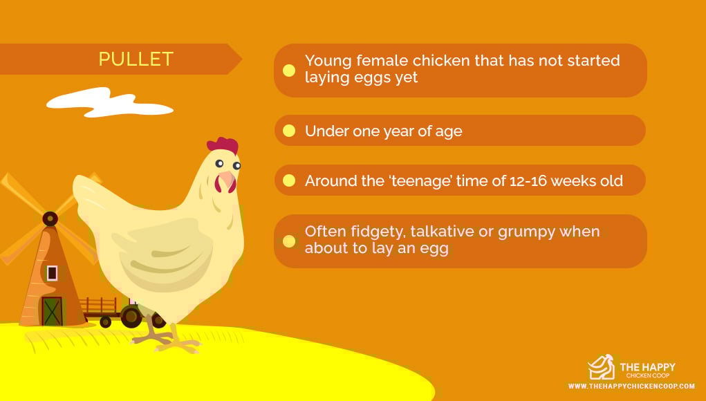 Pullet