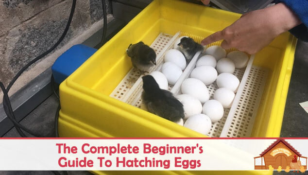 The Complete Beginner's Guide To Hatching Eggs Blog Cover