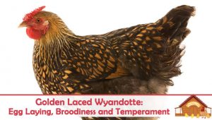 jersey giant egg production