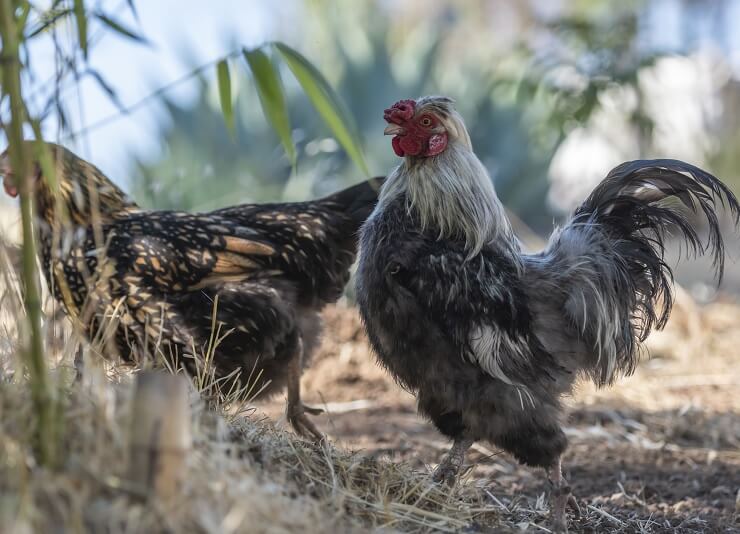 Golden Laced Wyandotte in Flock