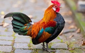 Brown Leghorn