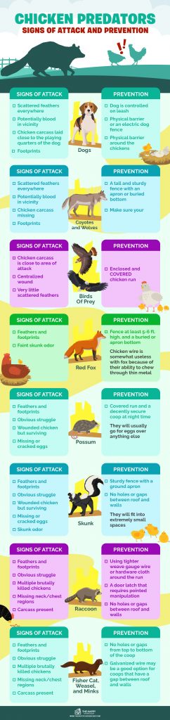 Predators Dog Sign Chicken Predators: Signs of Attack and Prevention
