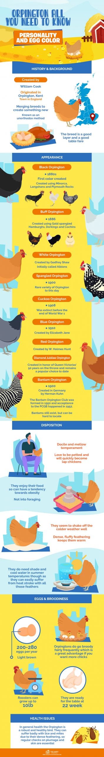 orpington chicken breed