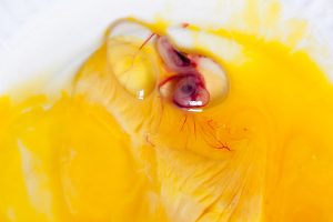 How Are Chicken Eggs Fertilized - The Happy Chicken Coop