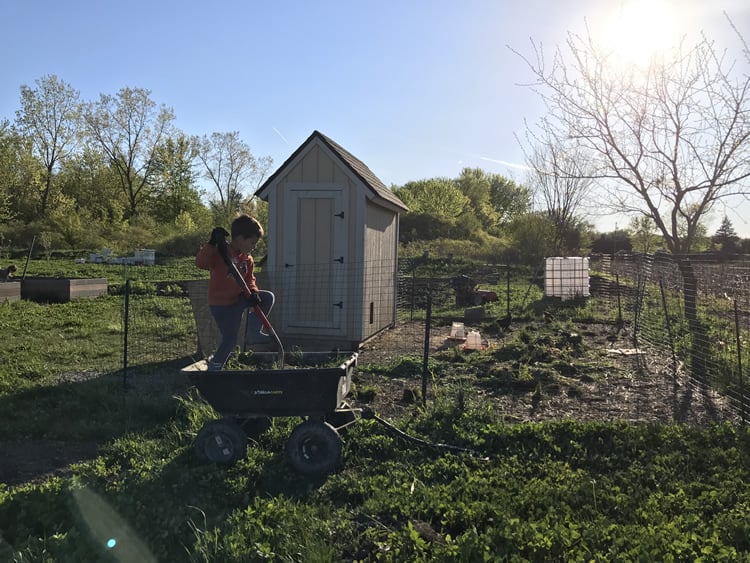 gardening with chickens and feeding them scraps