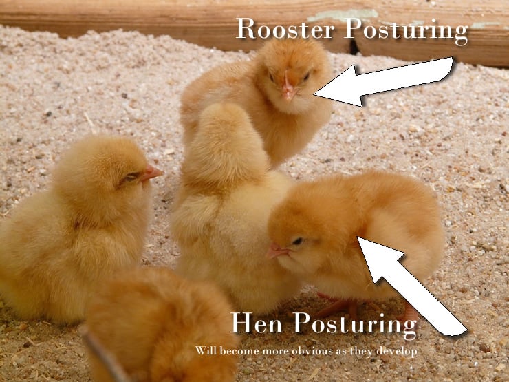 hen vs rooster chicks