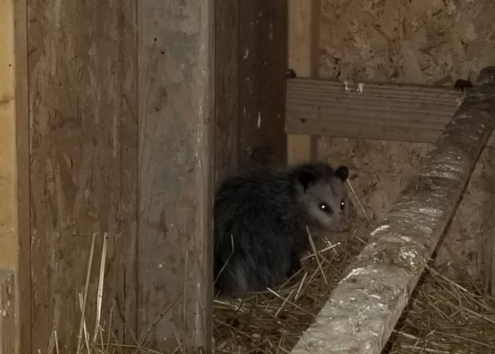 possum attacking chickens