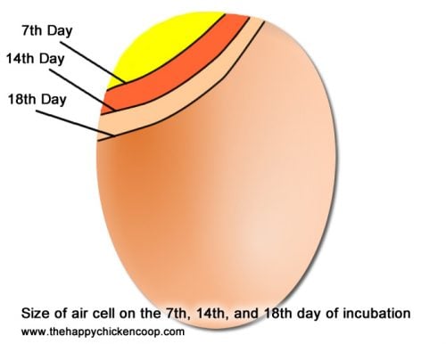 size of aircell of an egg