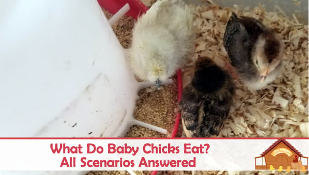 what do baby chicks eat