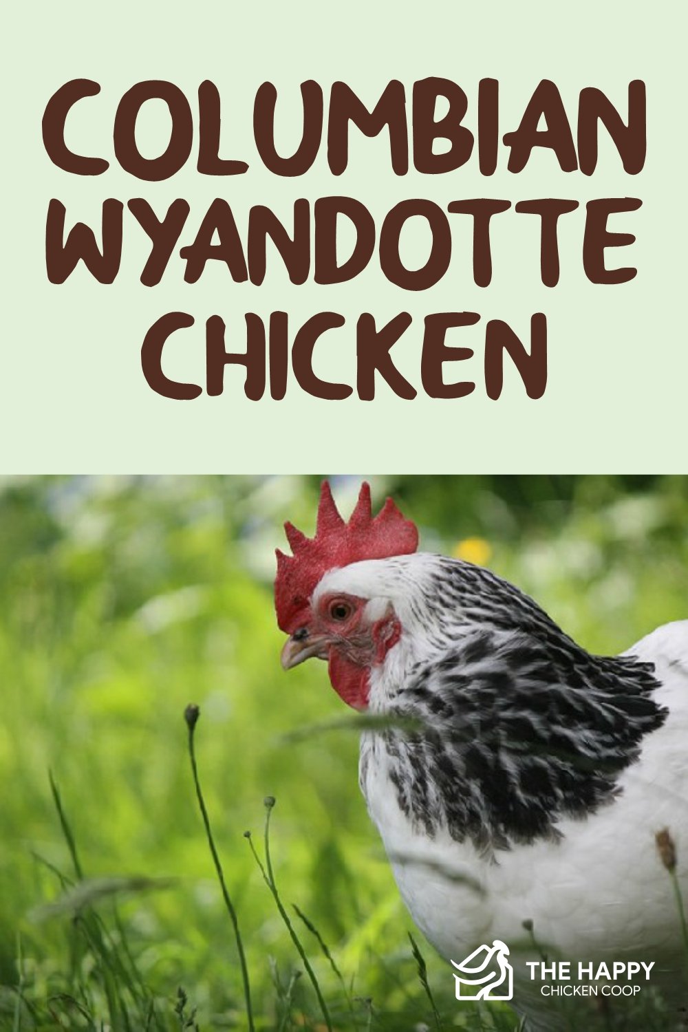 Columbian Wyandotte Chicken