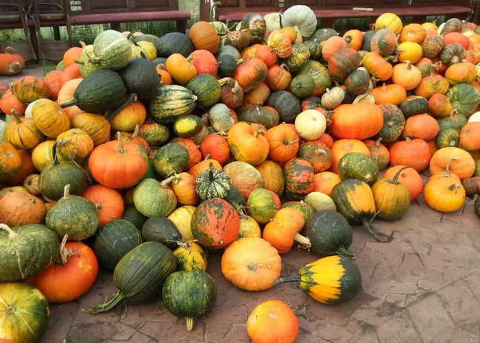 Pumpkin Harvest For Chickens