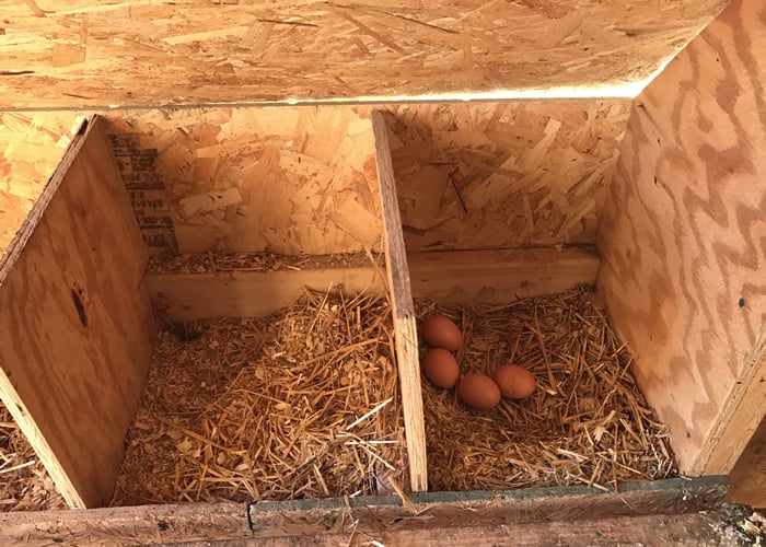 chicken coop nesting box