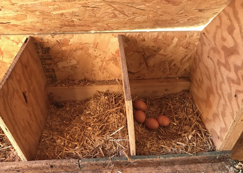 chicken coop nesting box